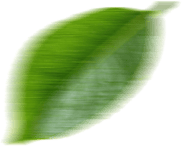 Foglia decorativa naturale per l'integratore DiaFormin